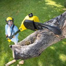 Best Tree Disease Treatment  in Rio Communities, NM