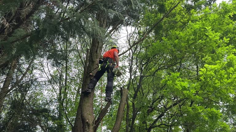 Best Arborist Consultation Services  in Rio Communities, NM