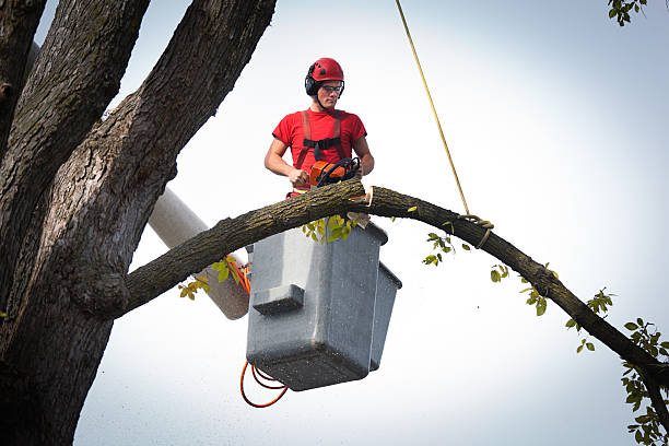Best Tree Risk Assessment  in Rio Communities, NM