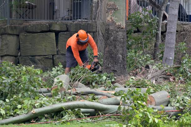 Best Hazardous Tree Removal  in Rio Communities, NM