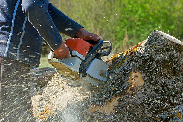 Professional Tree Removal in Rio Communities, NM