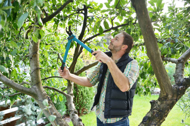 Best Fruit Tree Pruning  in Rio Communities, NM